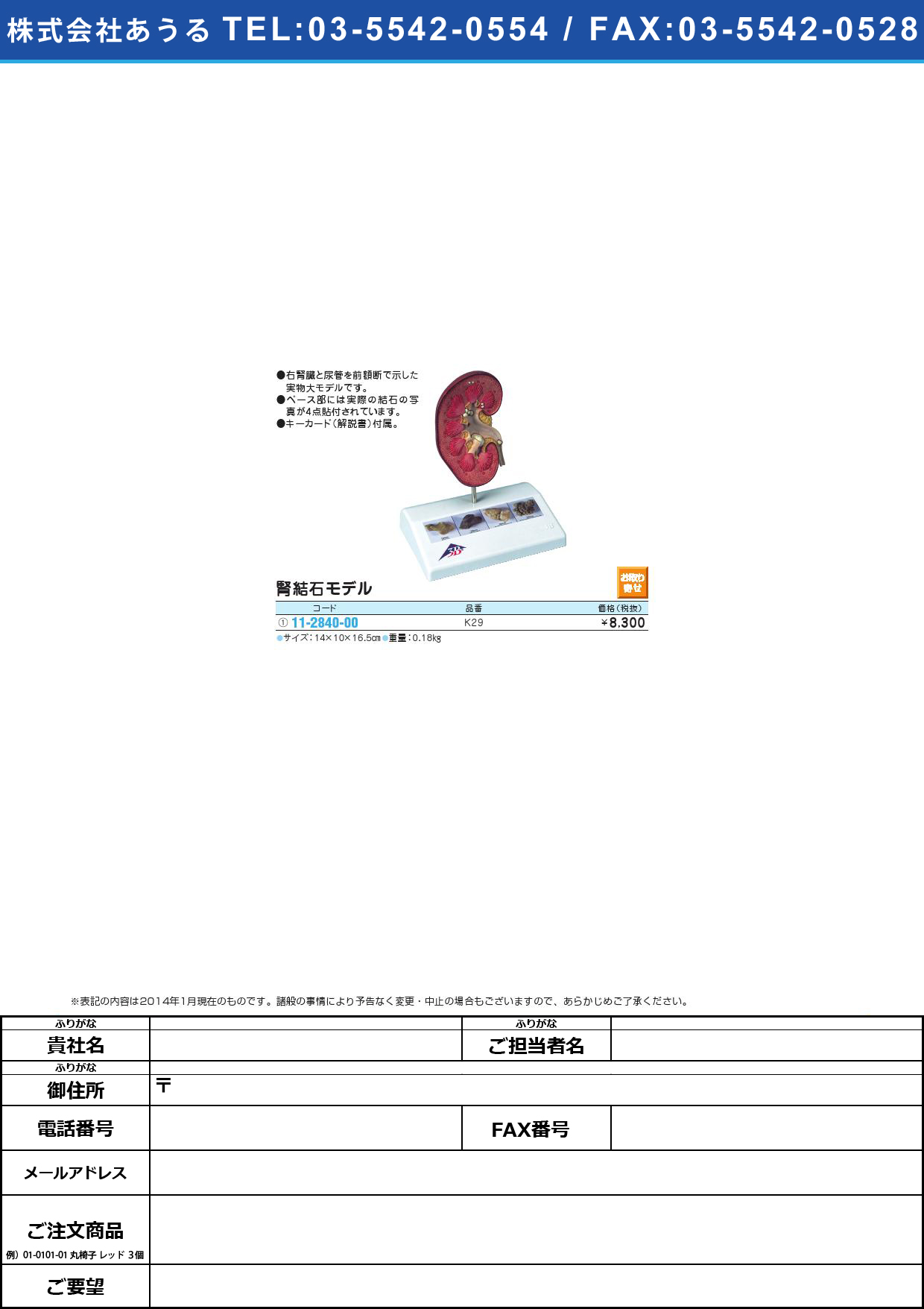 腎結石モデル ｼﾞﾝｹｯｾｷﾓﾃﾞﾙ(11-2840-00)K29【1台単位】
