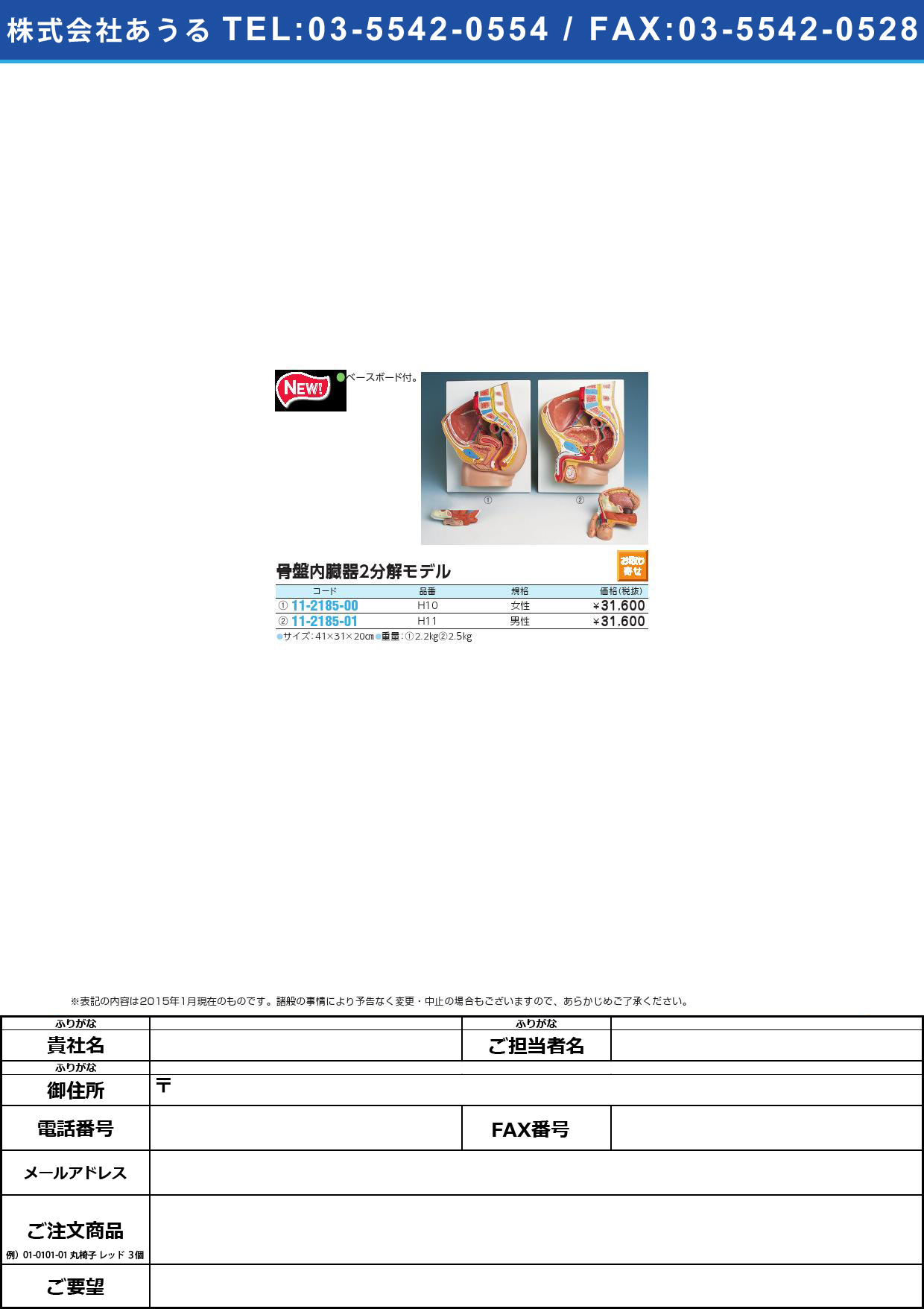 (11-2185-01)骨盤内臓器モデル（男性・２分解） H11 (41X31X17CM)ｺﾂﾊﾞﾝﾅｲｿﾞｳｷﾓﾃﾞﾙ(11-2185-01)【1台単位】【2015年カタログ商品】