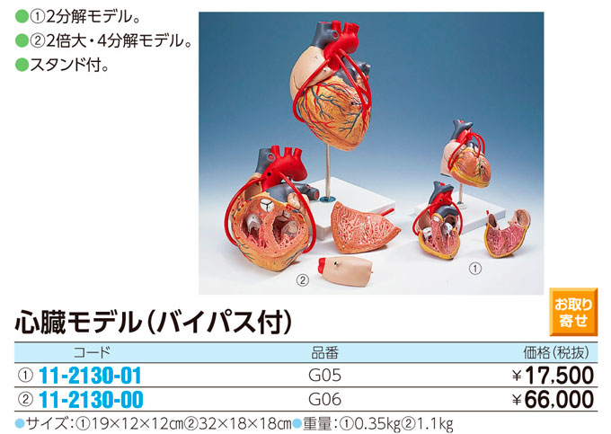 (11-2130-00)心臓モデル（バイパス付） ｼﾝｿﾞｳﾓﾃﾞﾙ G06 (32X18X18CM)【1台単位】【2016年カタログ商品】