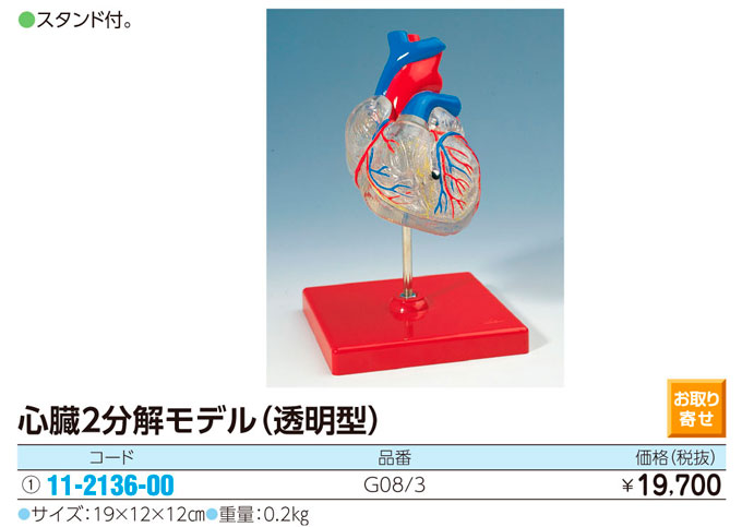 心臓２分解モデル（透明型）   ｼﾝｿﾞｳﾓﾃﾞﾙ G08/3【1台単位】