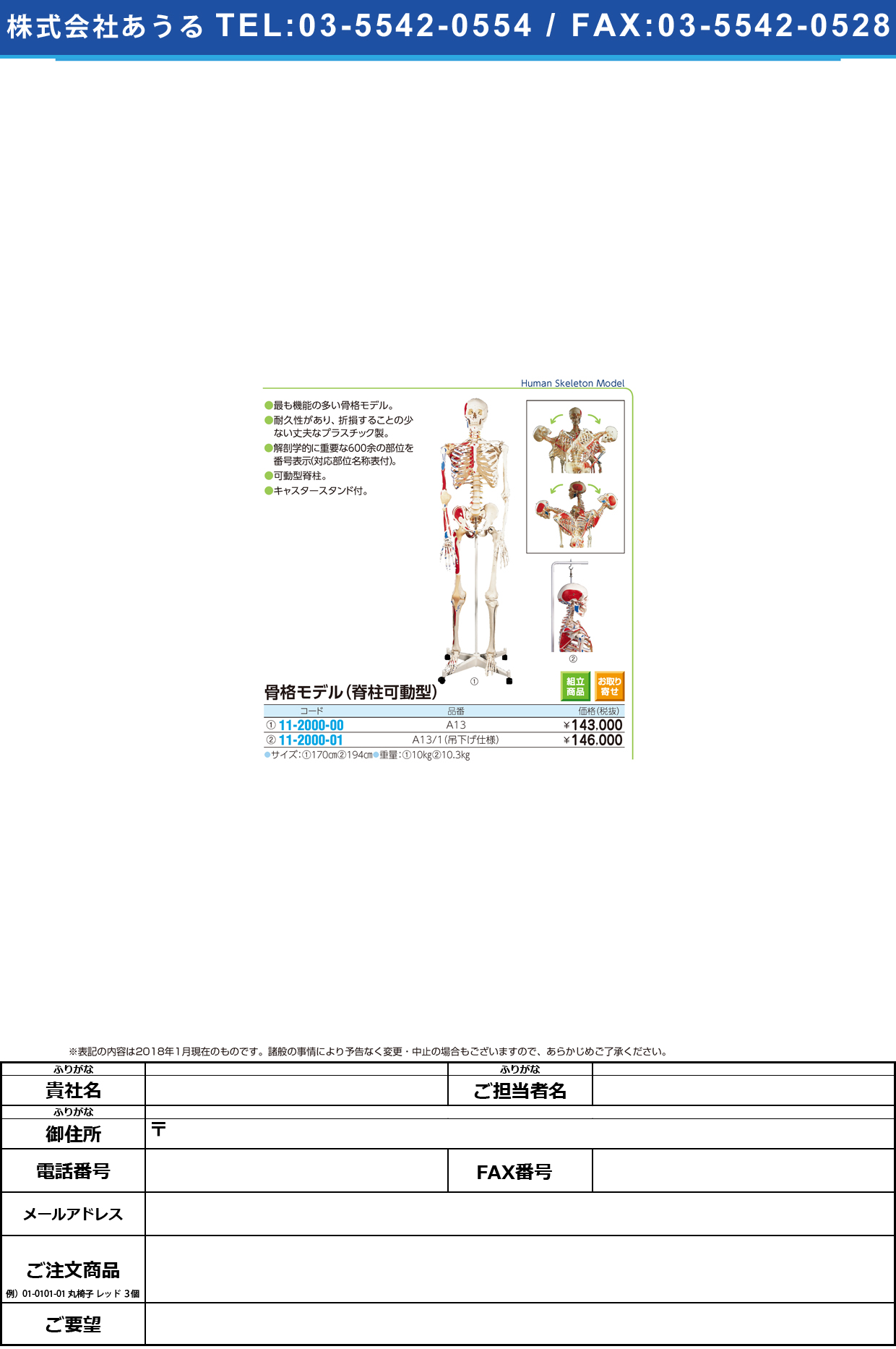 (11-2000-01)骨格モデル（脊柱可動型）吊り下げ仕様 A13/1(186CM/8.5KG) ｺｯｶｸﾓﾃﾞﾙ(京都科学)【1台単位】【2018年カタログ商品】