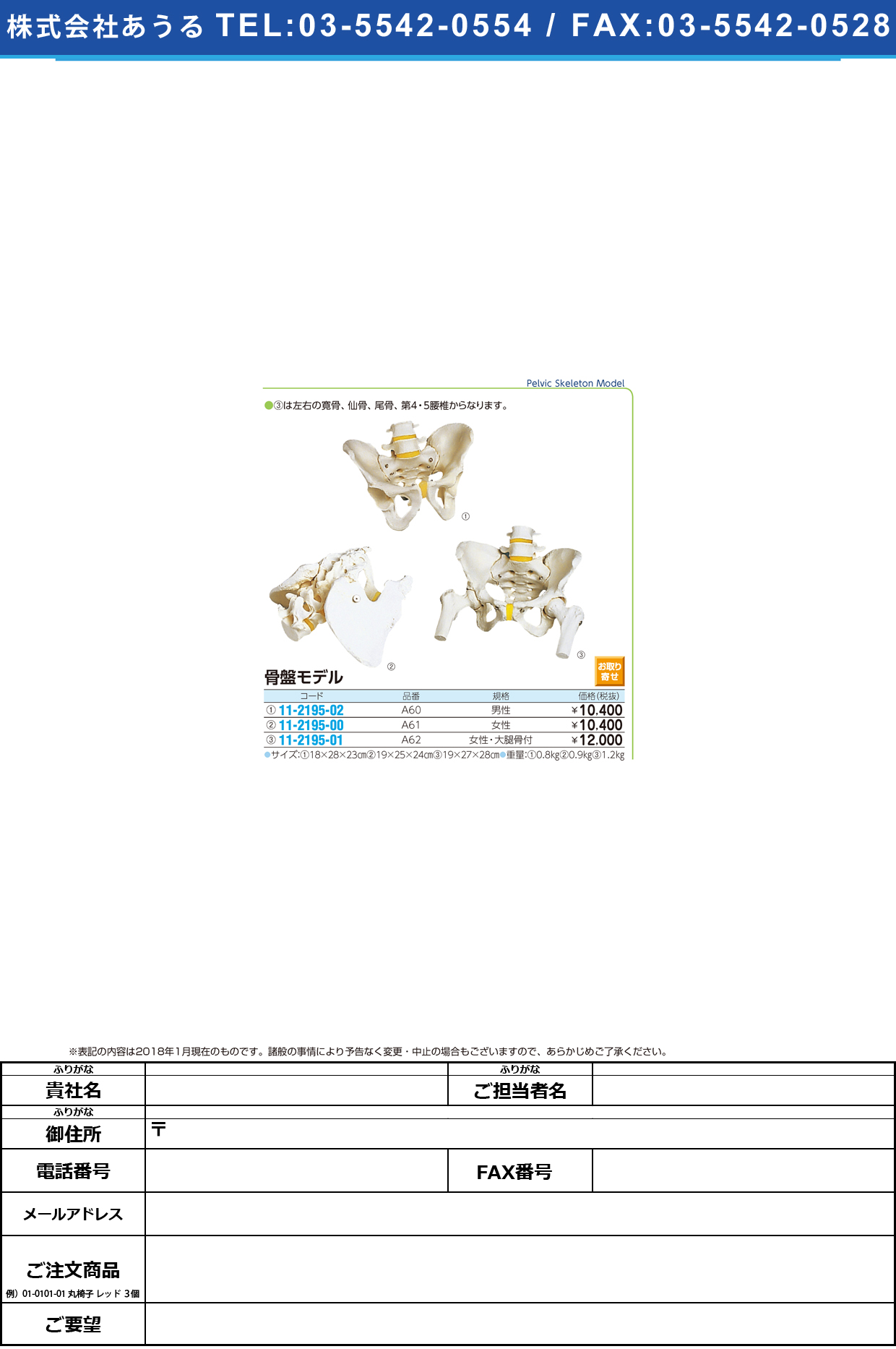 (11-2195-00)骨盤モデル（女性） A61(19X25X24CM) ｺﾂﾊﾞﾝﾓﾃﾞﾙ(京都科学)【1台単位】【2018年カタログ商品】