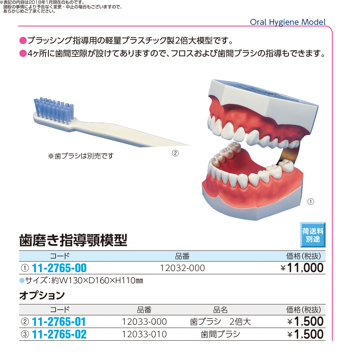 (11-2765-00)２倍大歯磨き指導用模型 12032-000(NNS3) ﾊﾐｶﾞｷｼﾄﾞｳﾓｹｲ(京都科学)【1台単位】【2018年カタログ商品】
