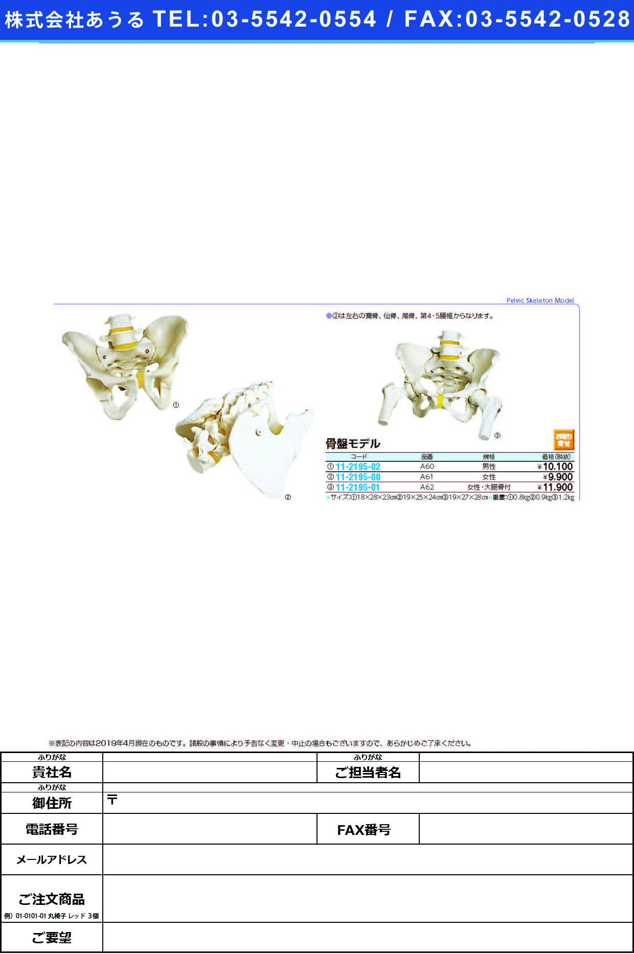 (11-2195-00)骨盤モデル（女性） A61(19X25X24CM) ｺﾂﾊﾞﾝﾓﾃﾞﾙ(京都科学)【1台単位】【2019年カタログ商品】