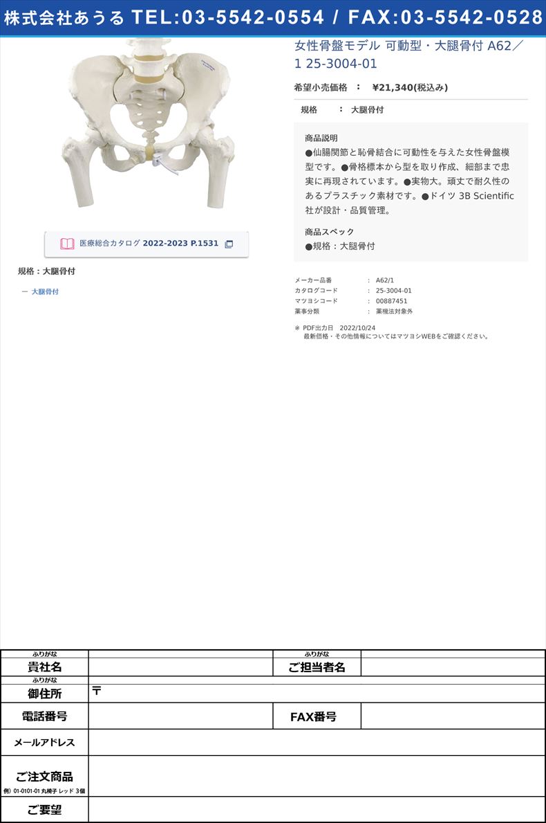 女性骨盤モデル 可動型・大腿骨付  A62／1  25-3004-01大腿骨付【日本スリービー・サイエンティフィック】(A62/1)(25-3004-01)