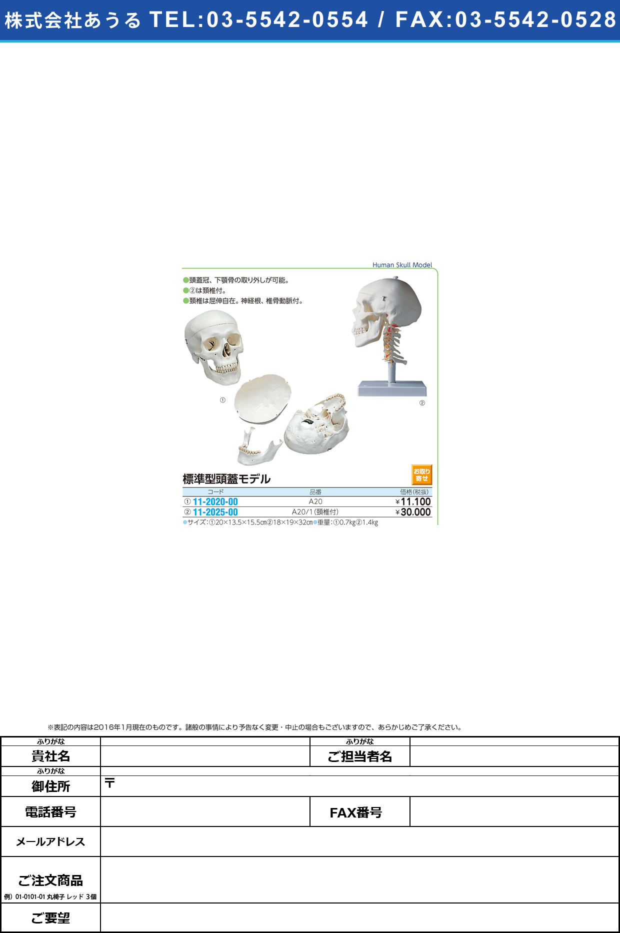 (11-2025-00)標準型頭蓋モデル（頚椎付） ｽﾞｶﾞｲﾓﾃﾞﾙ A20/1 18X19X32CM【1台単位】【2016年カタログ商品】