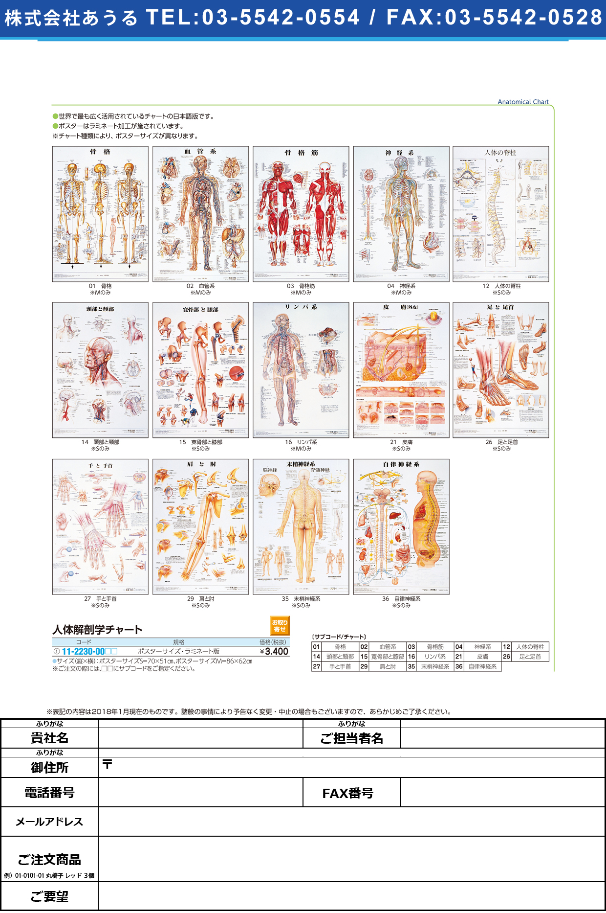 (11-2230-00)人体解剖学チャート（ポスターサイズ） ﾗﾐﾈｰﾄﾊﾞﾝ ｼﾞﾝﾀｲｶｲﾎﾞｳｶﾞｸﾁｬｰﾄ 皮膚Ｓ(京都科学)【1枚単位】【2019年カタログ商品】