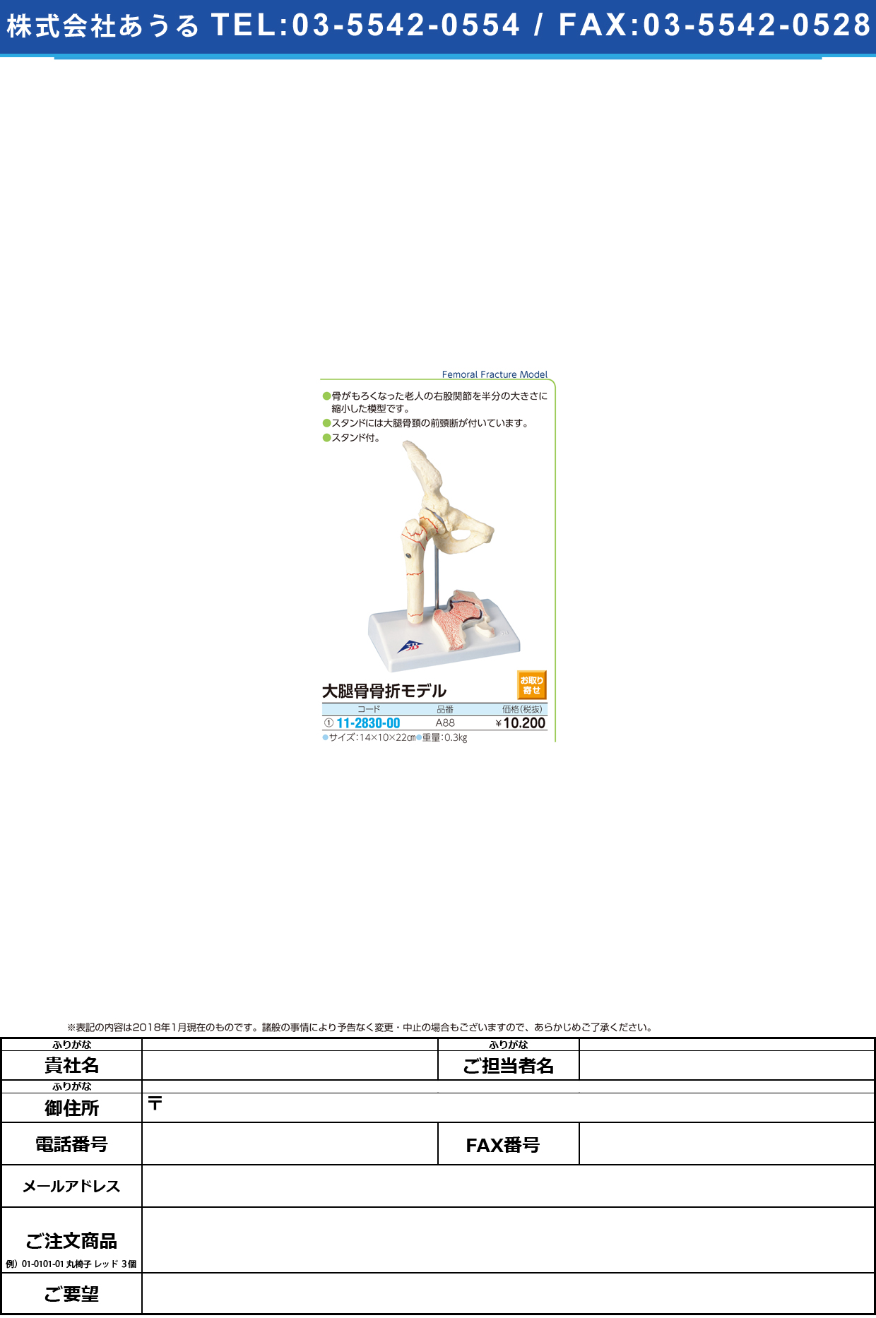 (11-2830-00)大腿骨骨折解説模型（１／２） A88 ﾀﾞｲﾀｲｺﾂｺｯｾﾂｶｲｾﾂﾓｹｲ(京都科学)【1台単位】【2019年カタログ商品】